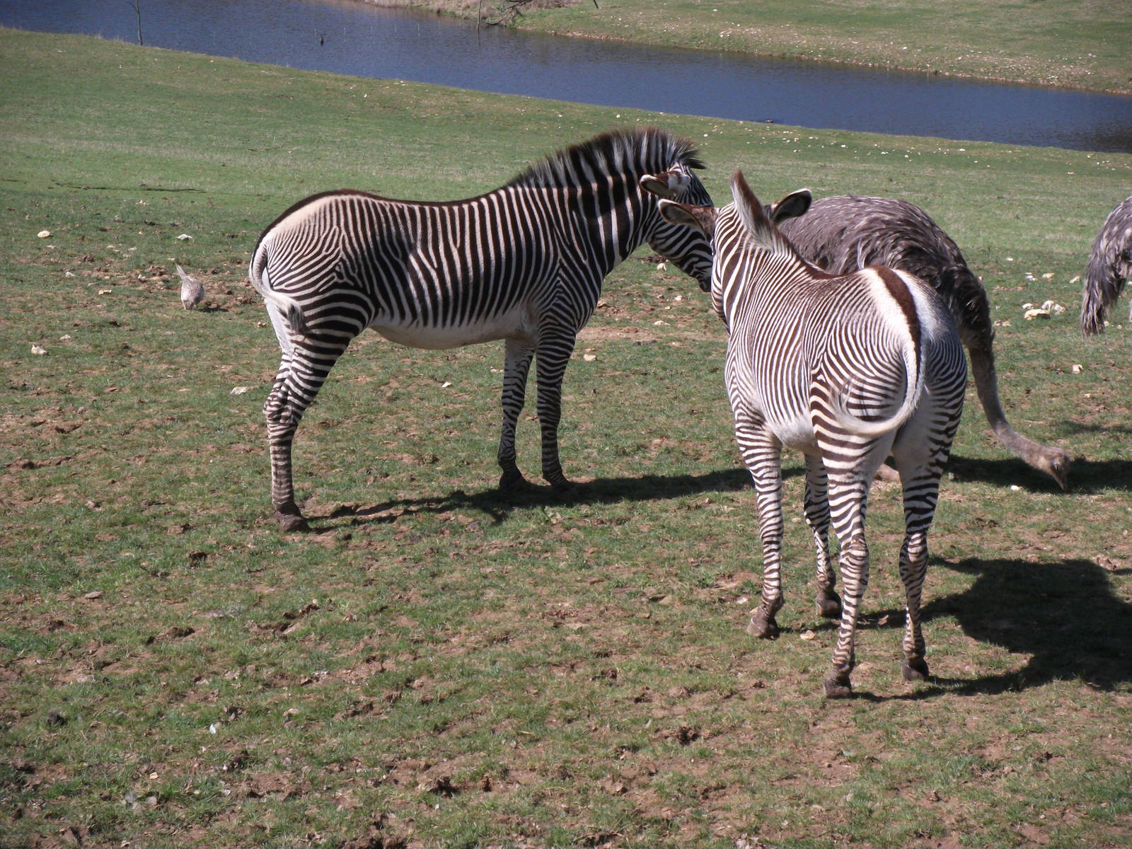 Grevy's Zebra in the valley field