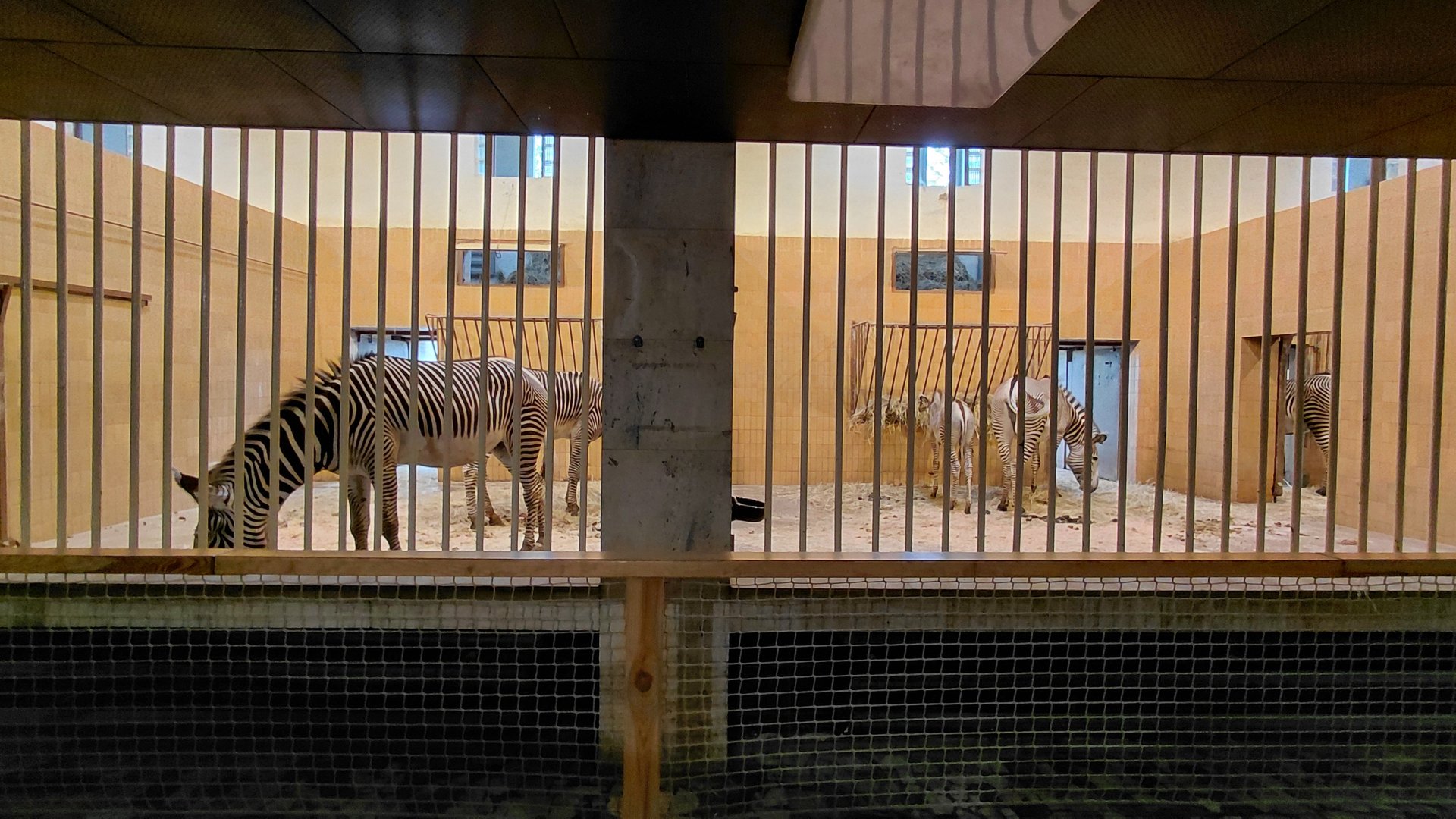 Grévy's zebra indoor exhibit