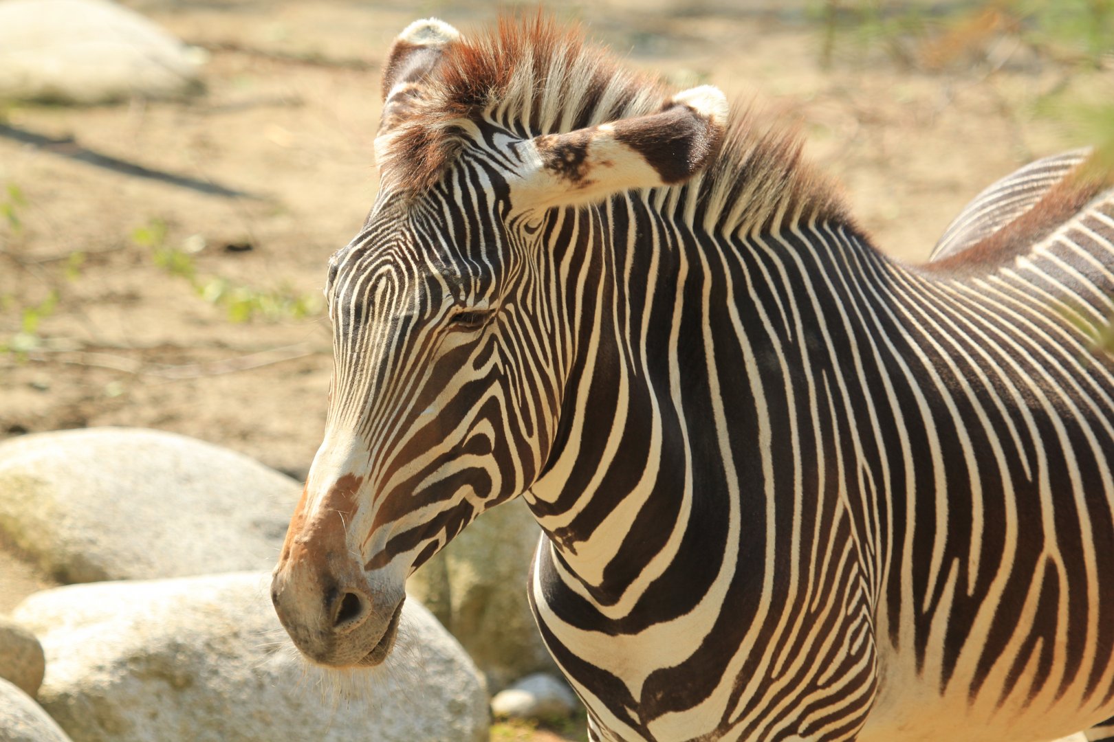 Grévy's zebra (June 2013)