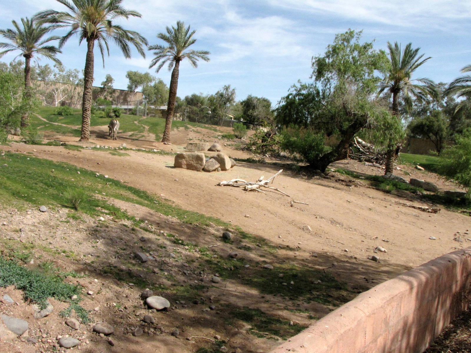 Grevy's Zebra/Marabou Stork Habitat