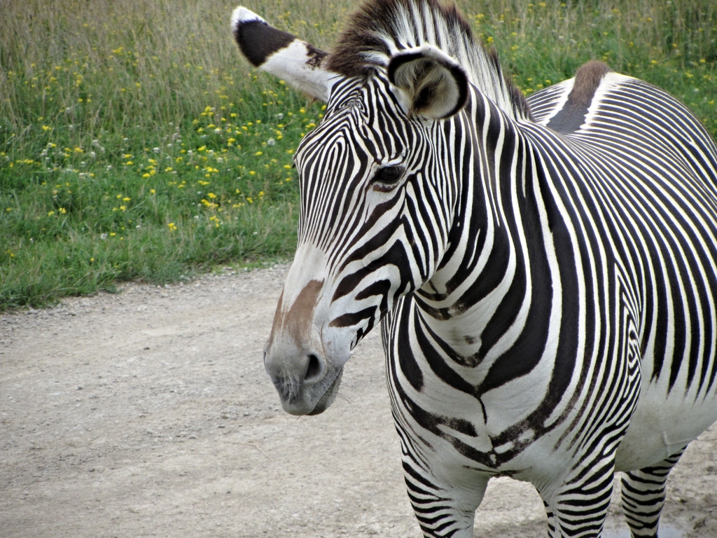 Grevy's Zebra Mare