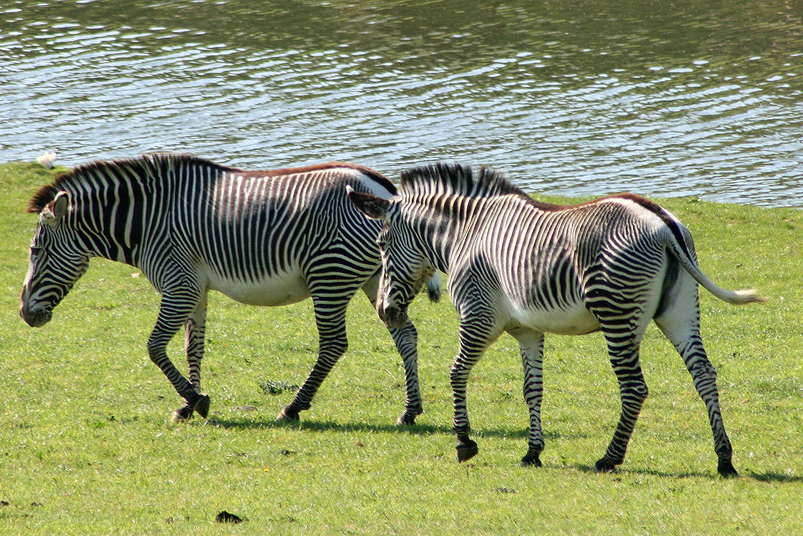 Grevy's zebra; Marwell; 22nd April 2011