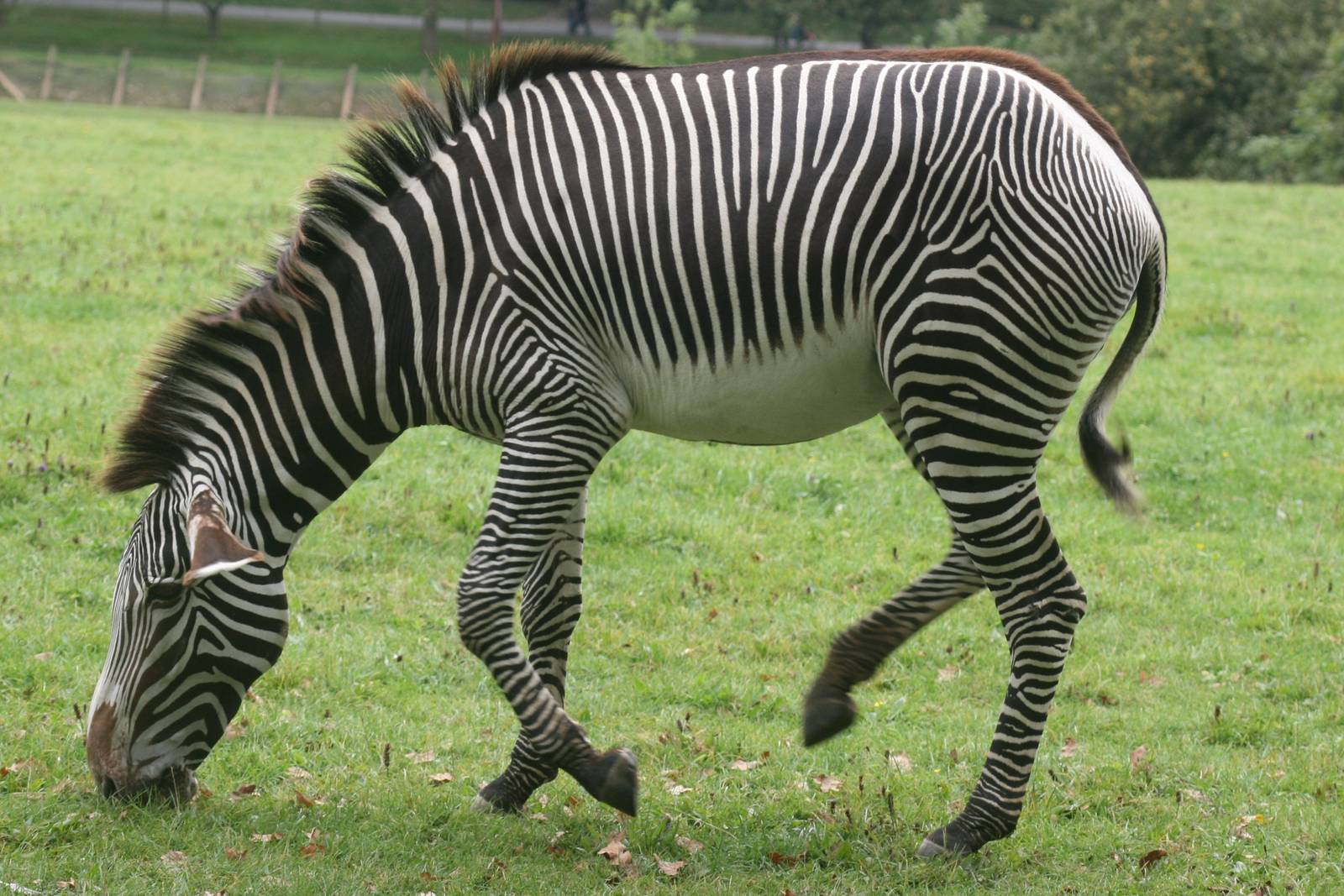 Grevy's zebra; Marwell; 22nd September 2007