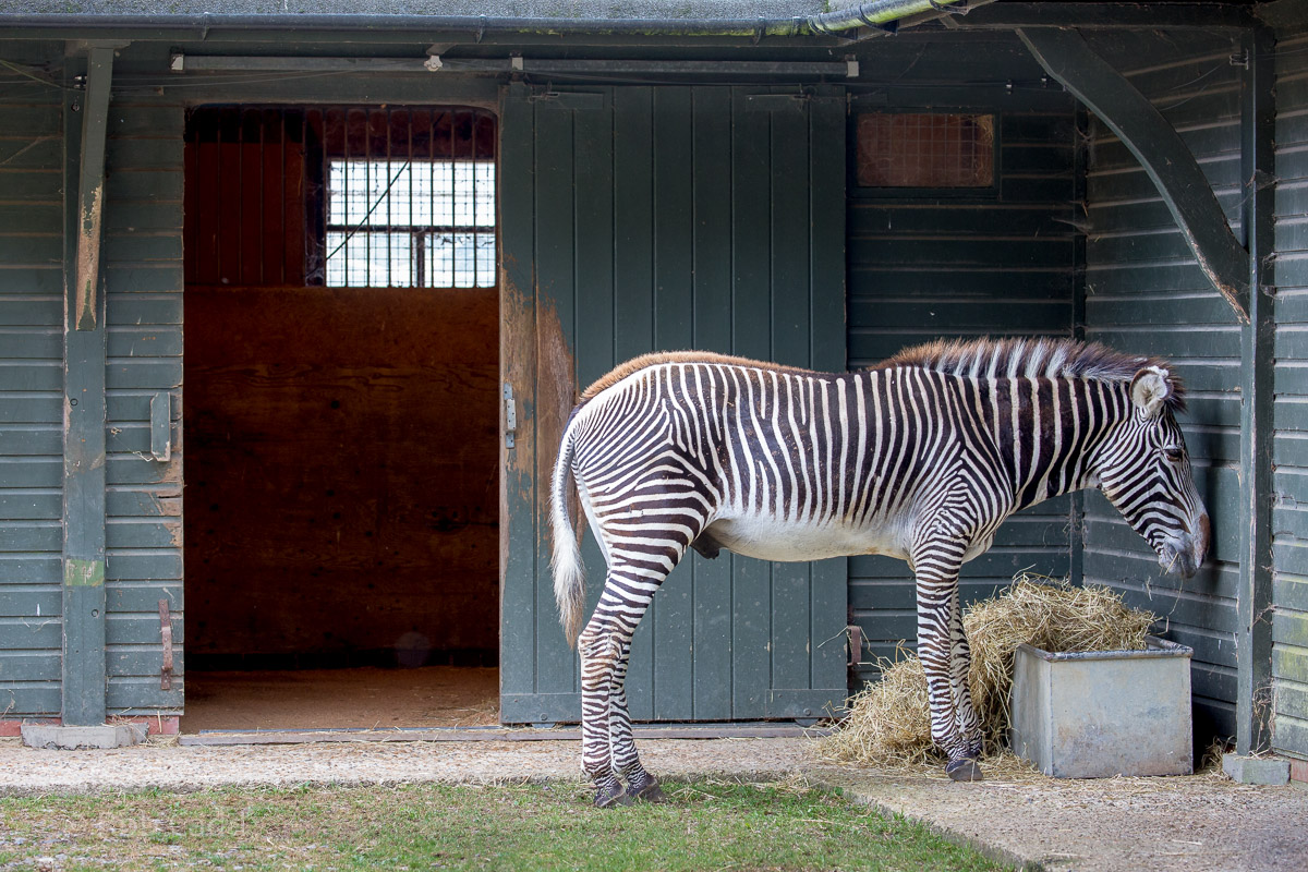 Grevys zebra : Marwell : 29 Jul 2016