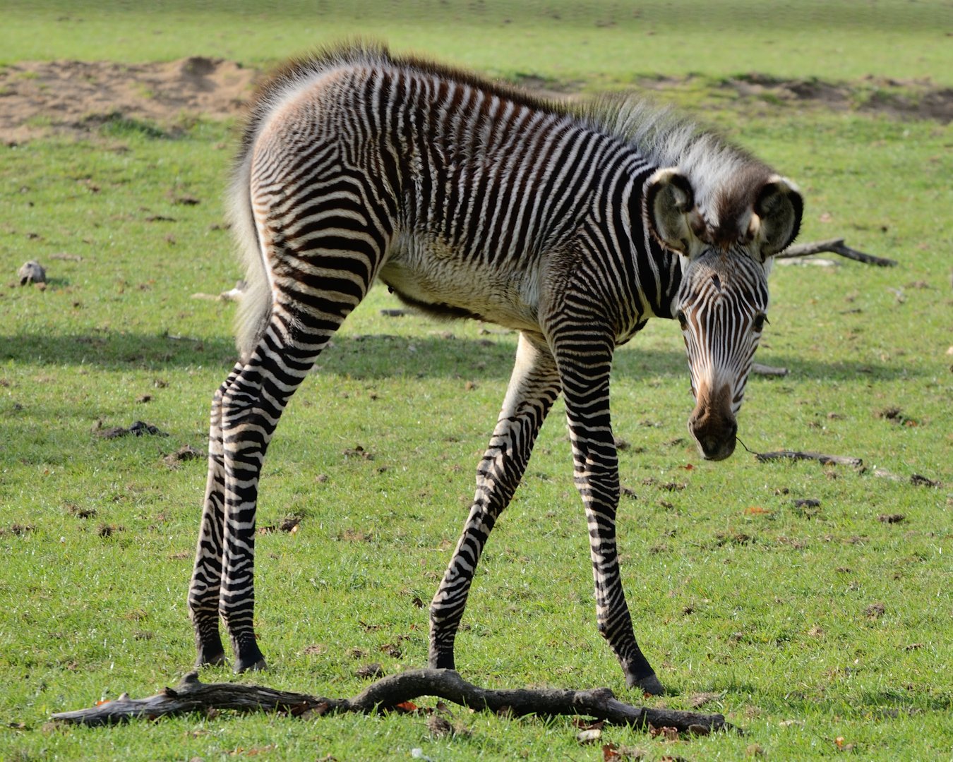 Grevy's Zebra - Marwell Wildlife 03/11/2018