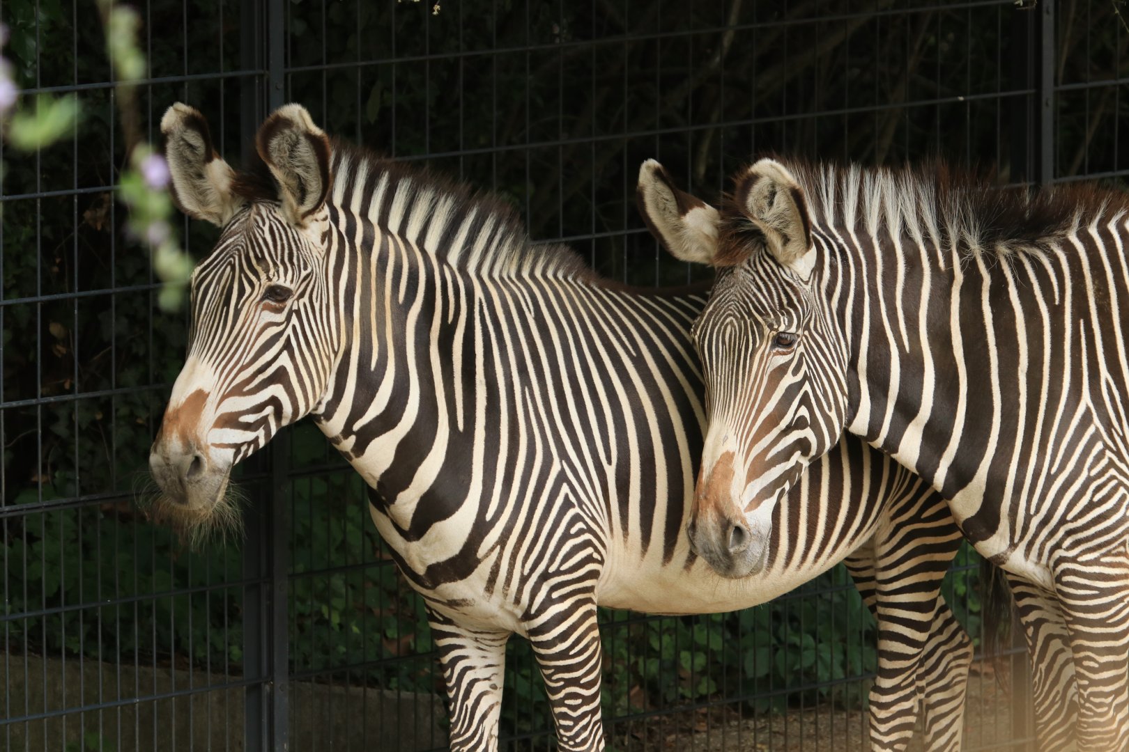 Grevy's Zebra (May 2019)