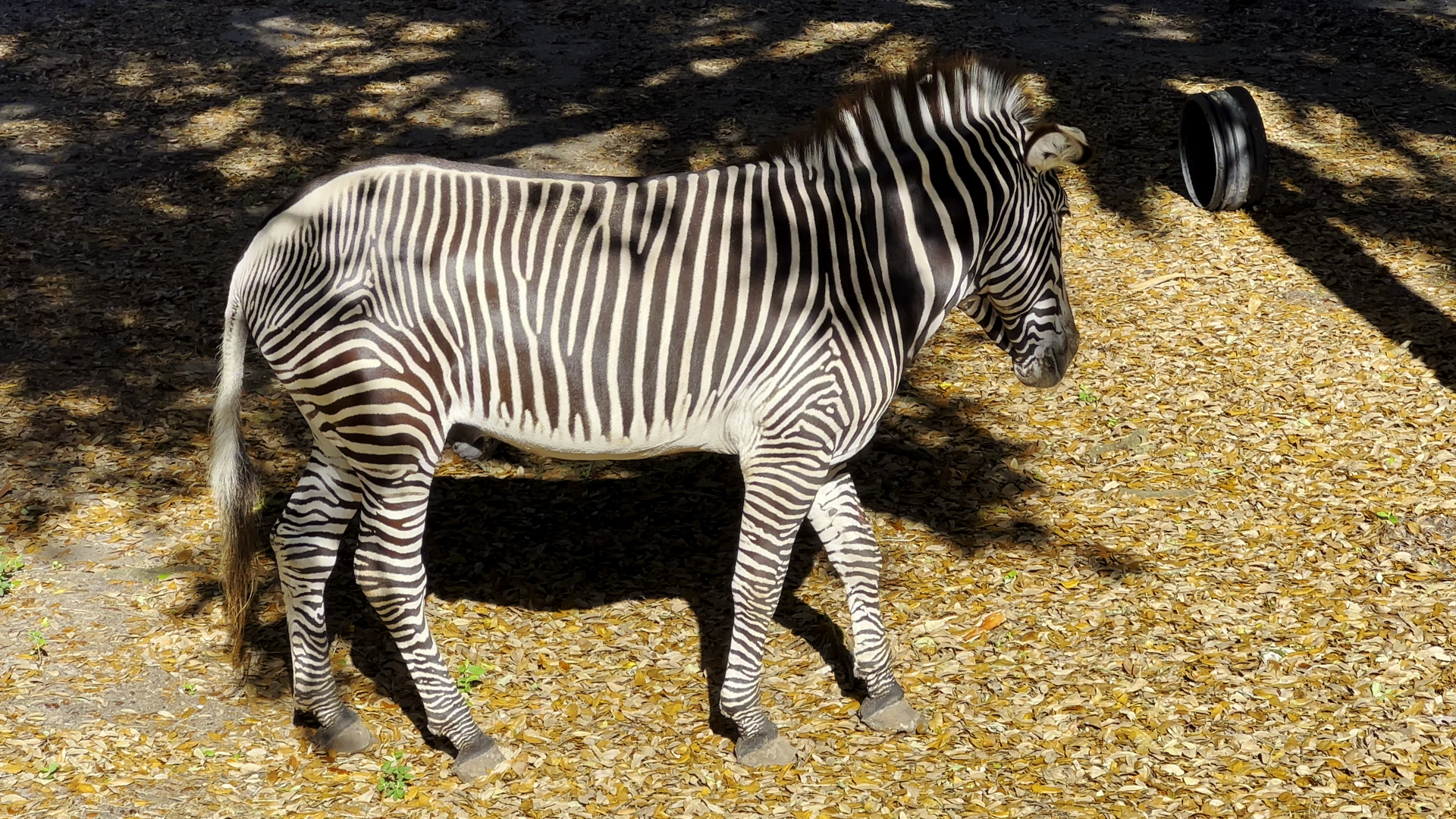 Grevy's Zebra Mosi