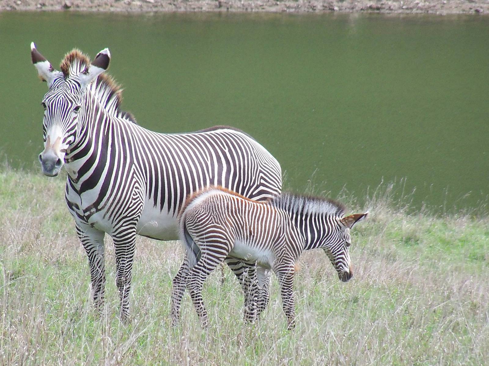 Grevy's Zebra Mother and Foal