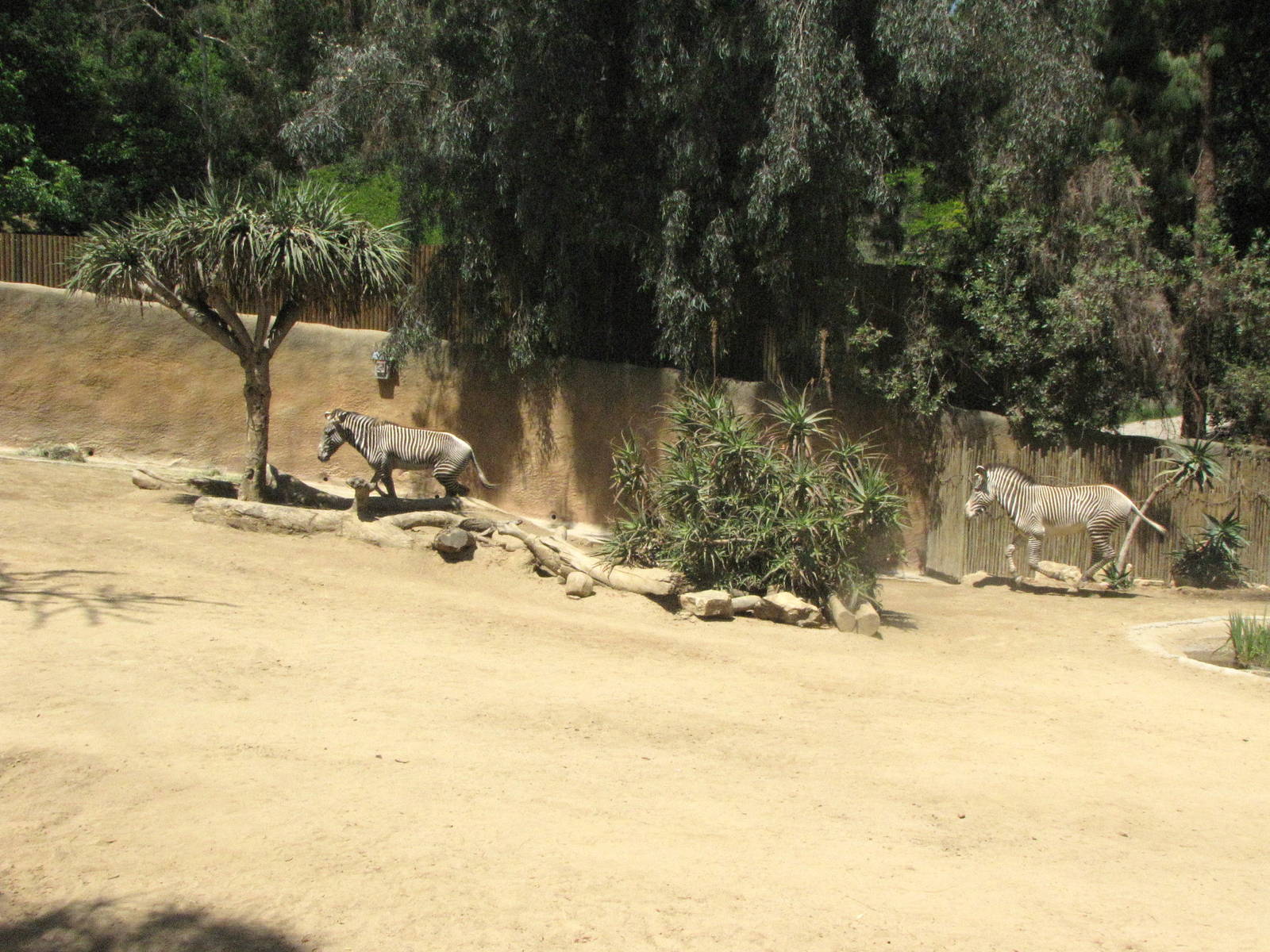 Grevy's Zebra on the Gallop