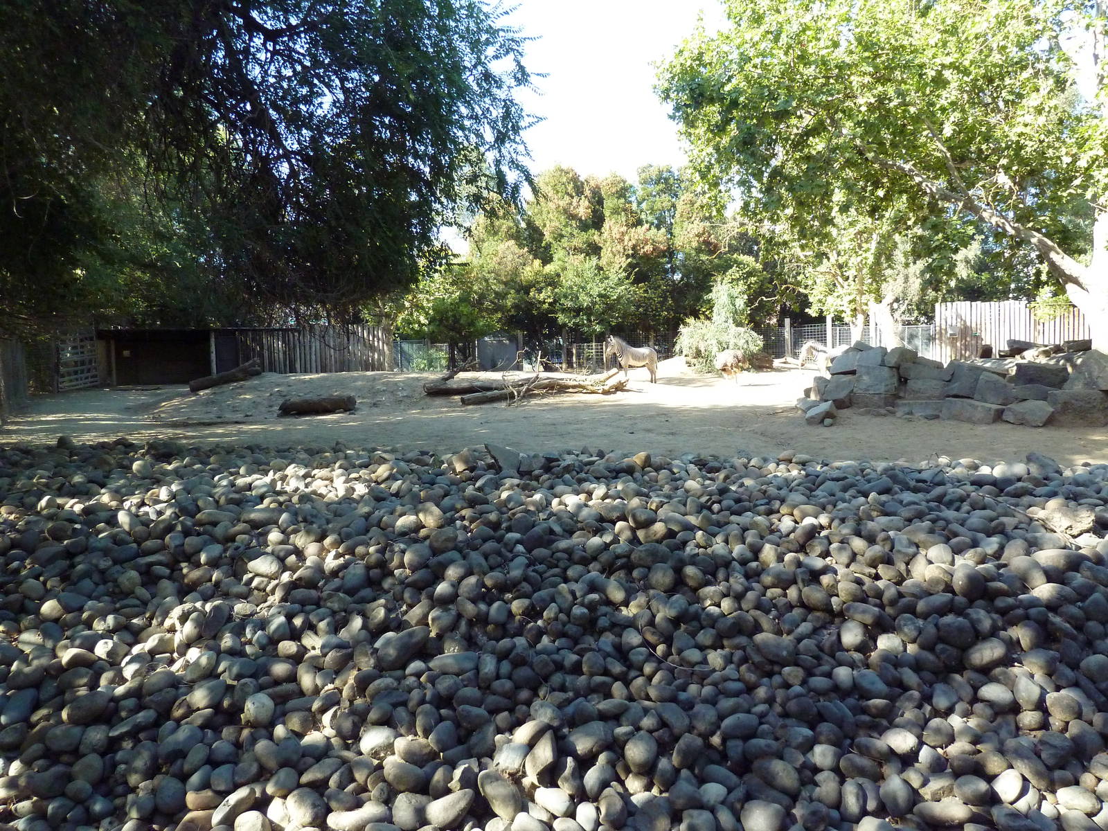 Grevy's Zebra/Ostrich Gravel Pit