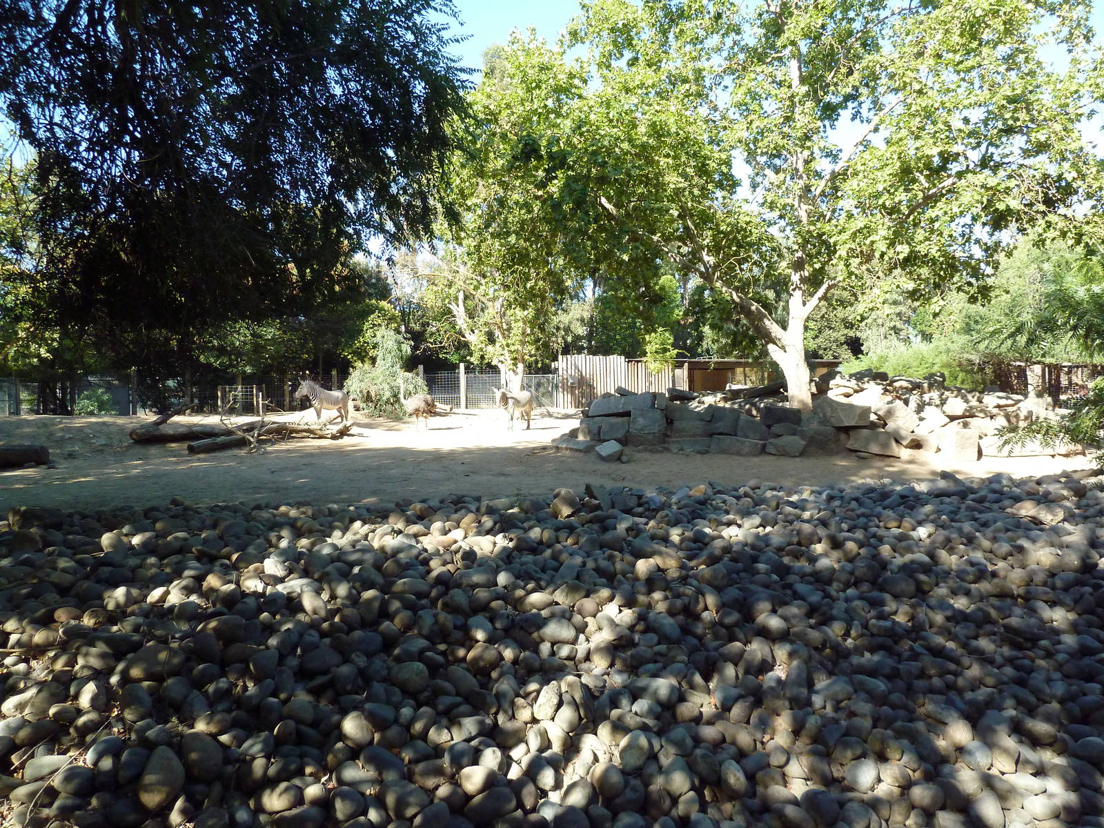 Grevy's Zebra/Ostrich Gravel Pit