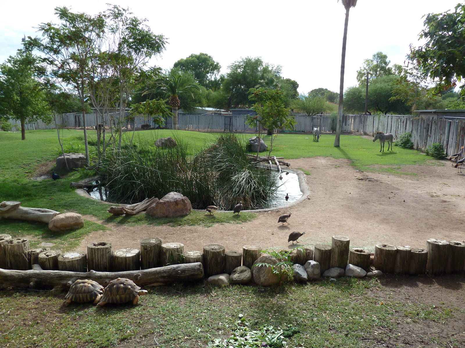 Grevy's Zebra/Ostrich/Guineafowl/Crane Exhibit