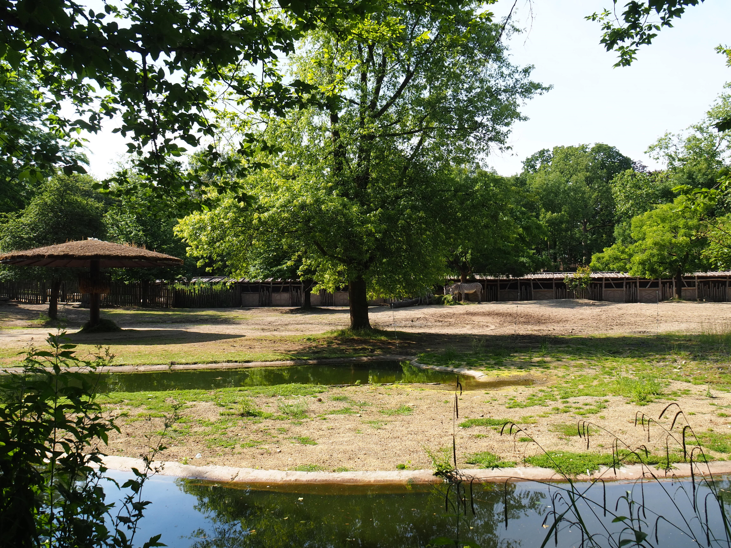 Grévy's zebra paddock, 2020-06-12