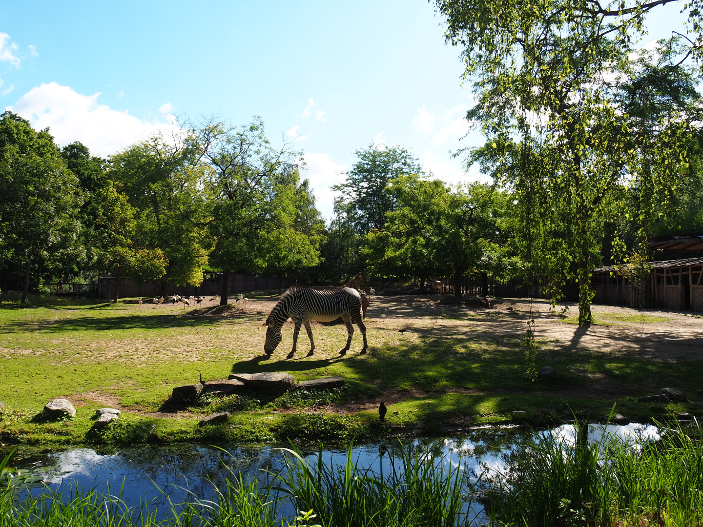 Grévy's zebra paddock, 2020-07-21