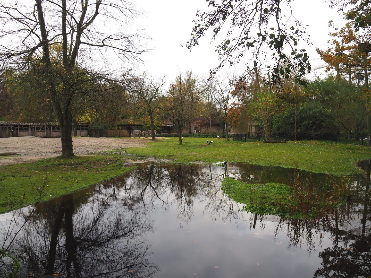Grevy's zebra paddock, 2021-11-06