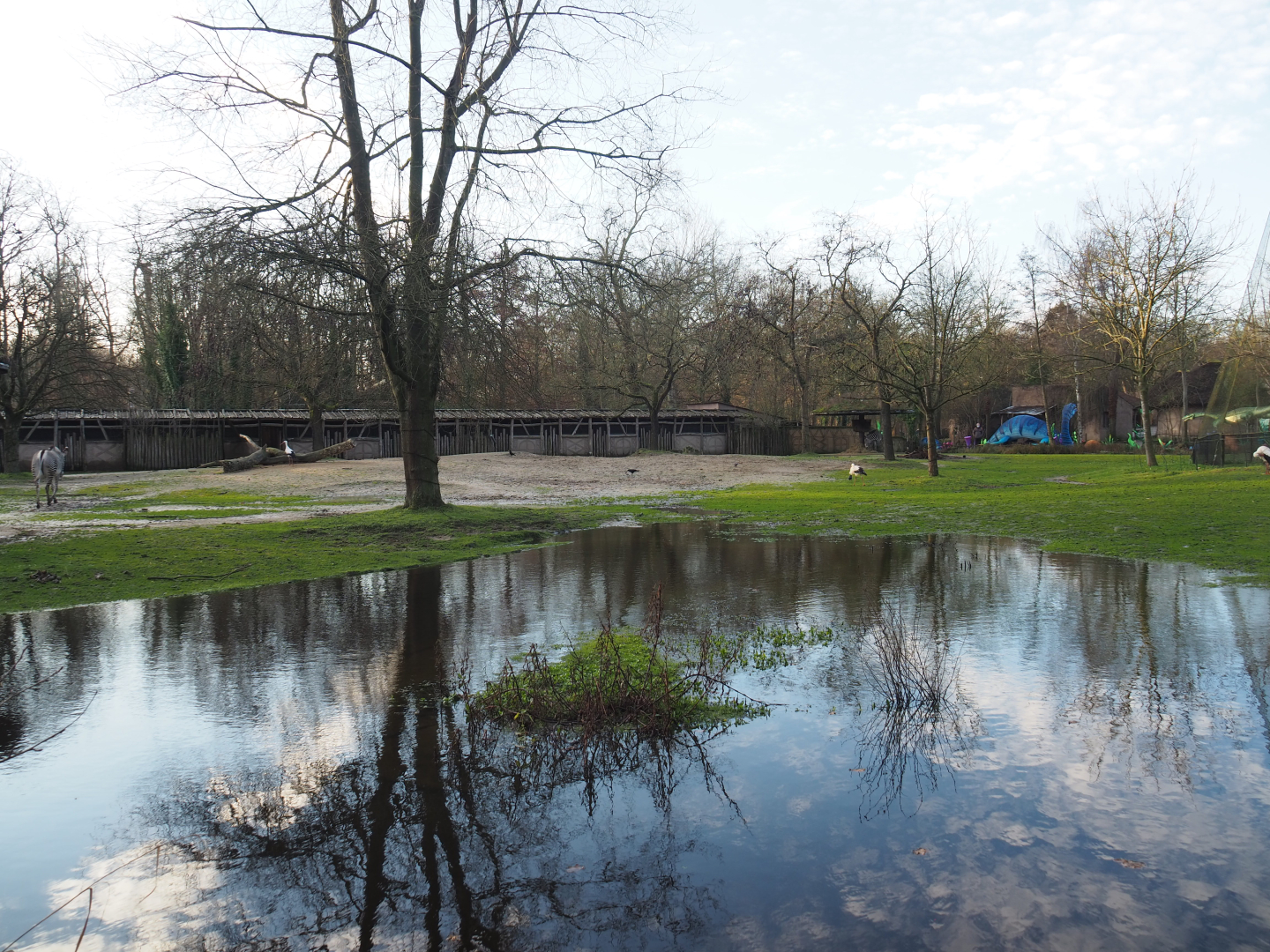 Grévy's zebra paddock, 2022-01-02
