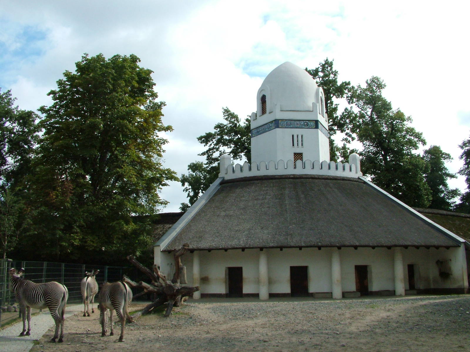 Grevy's Zebra Paddock at Berlin Zoo, 31/08/11