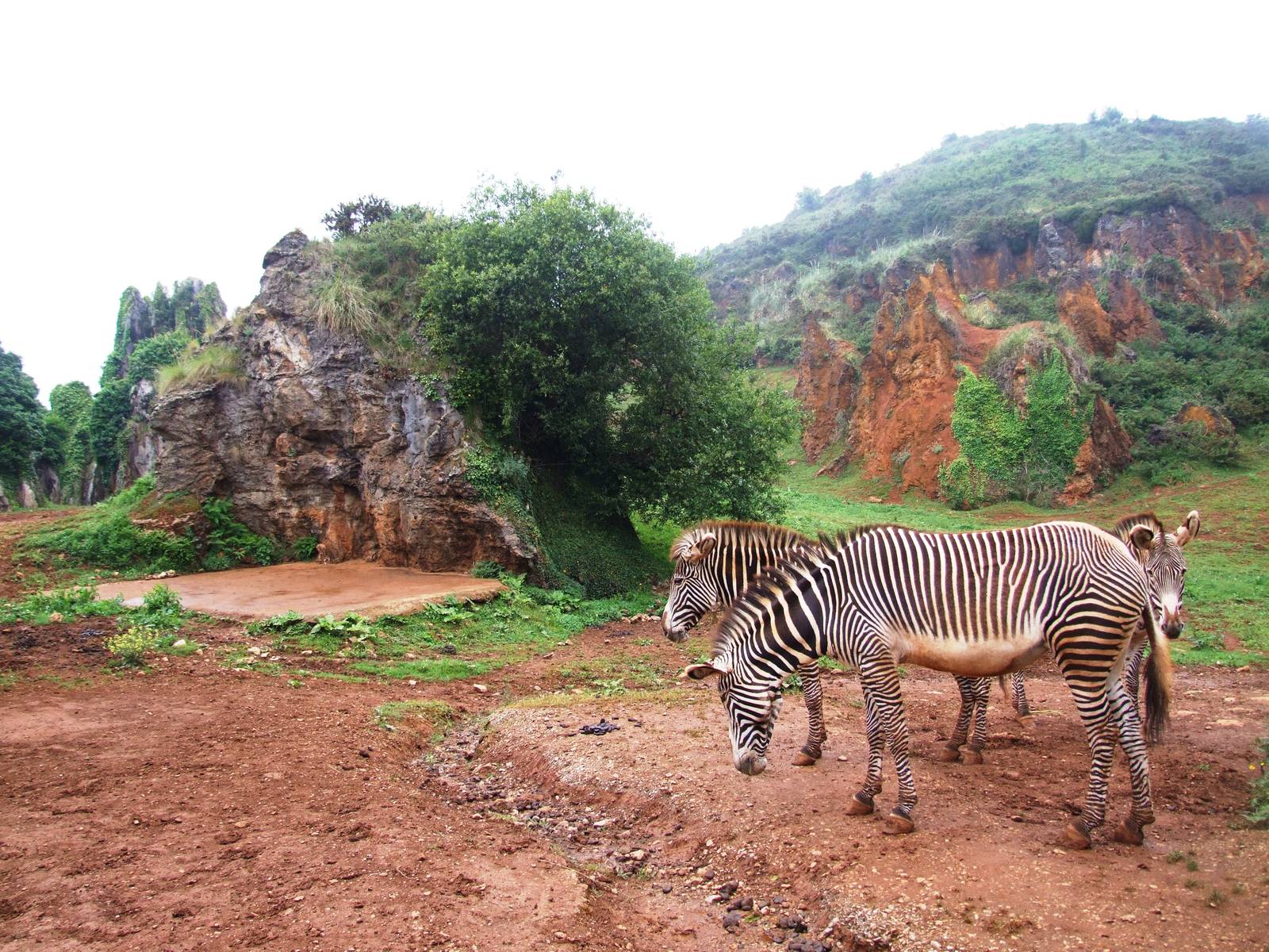 Grevy's Zebra Paddock at Cabarceno, 11/06/15