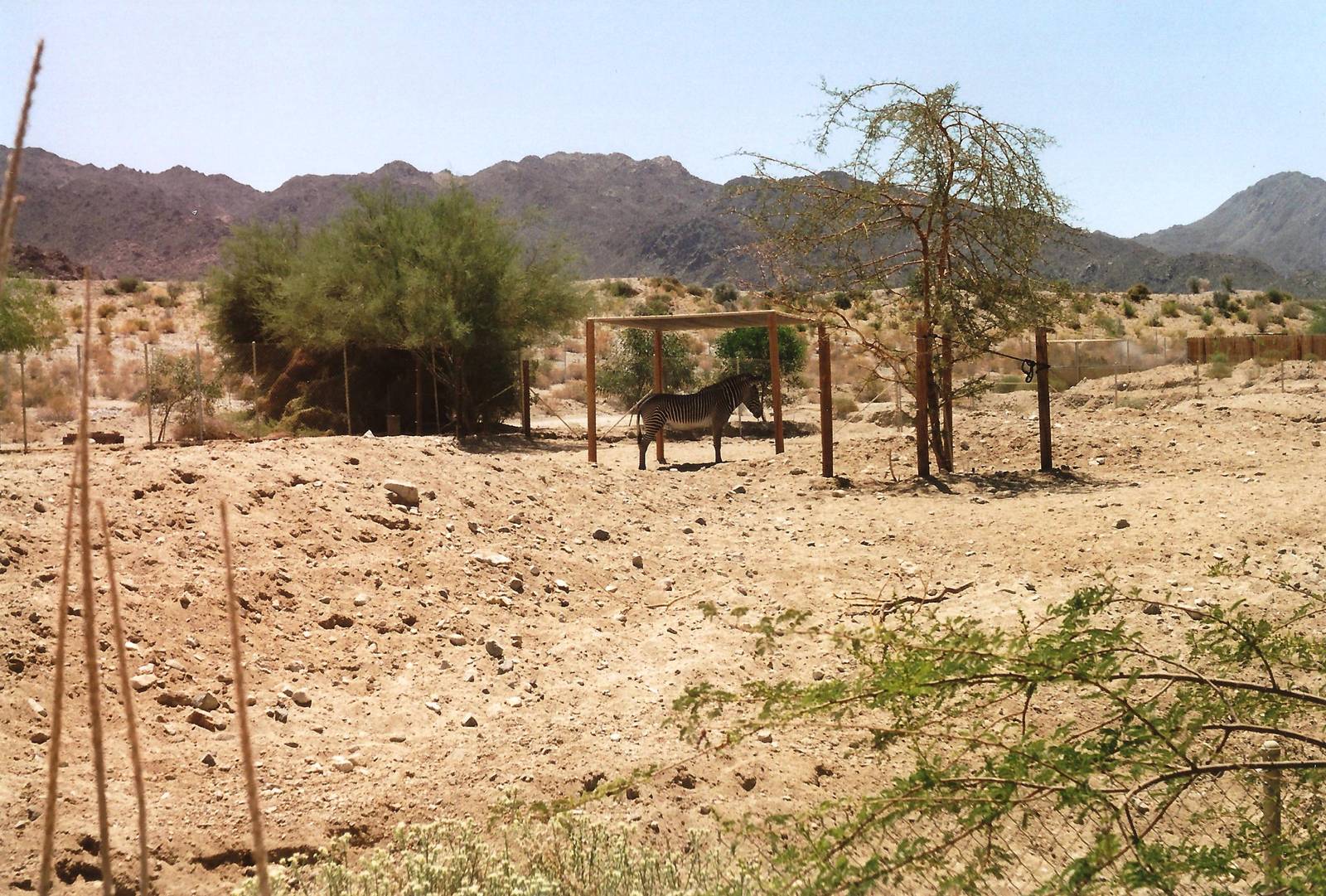 Grevy's Zebra Paddock at The Living Desert, 1998