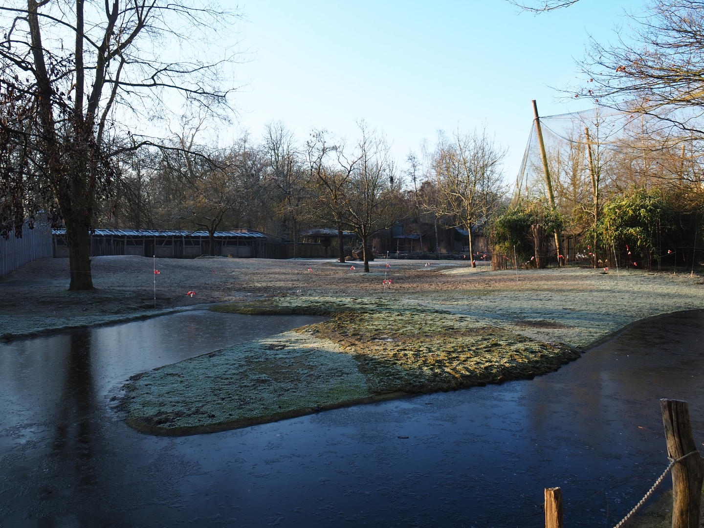 Grévy's zebra paddock (Jan 20th, 2019)