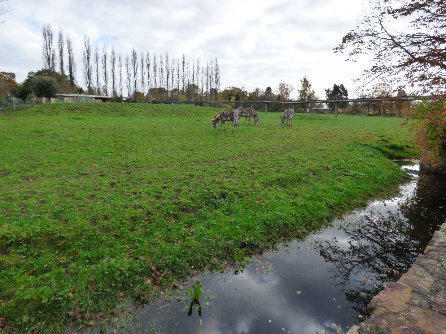Grevy's Zebra Paddock