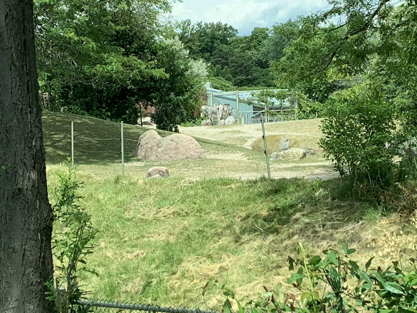 Grevy's Zebra Paddock