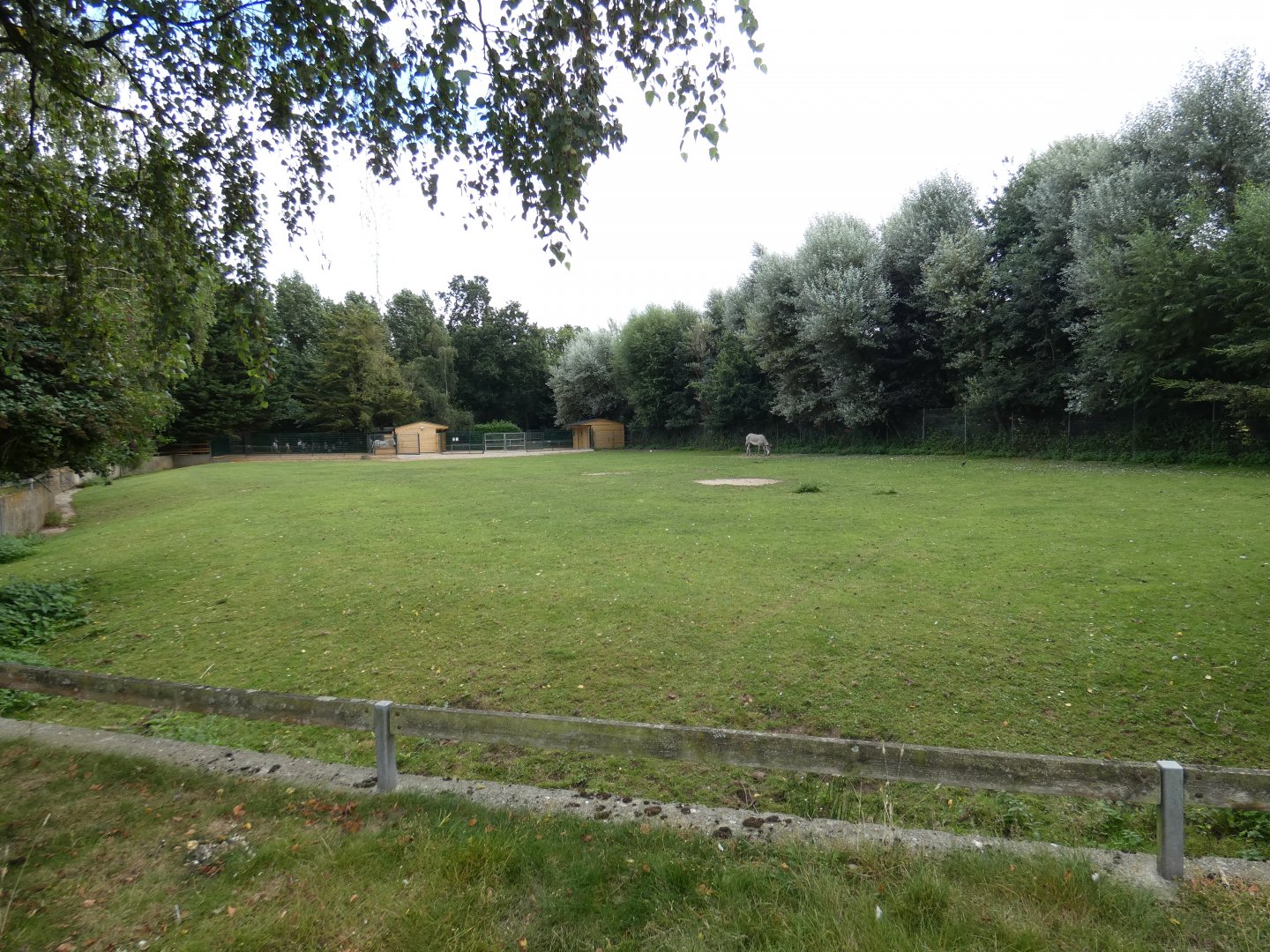 Grevy's zebra paddock
