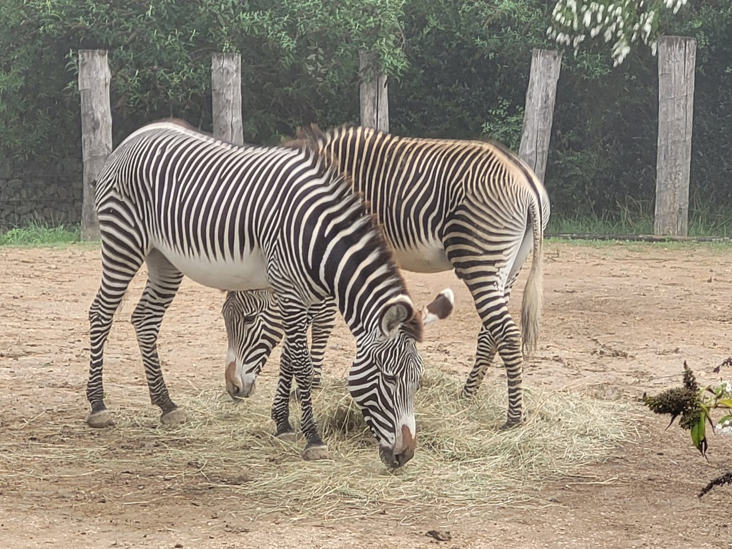 Grevy's zebra -Parc Zoologique de Paris (2022)