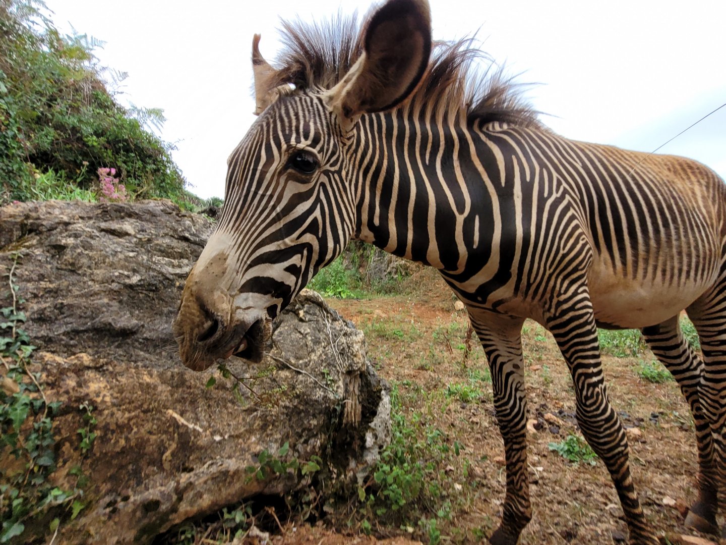 Grevy's zebra -Parque de la Naturaleza de Cabárceno (2022)