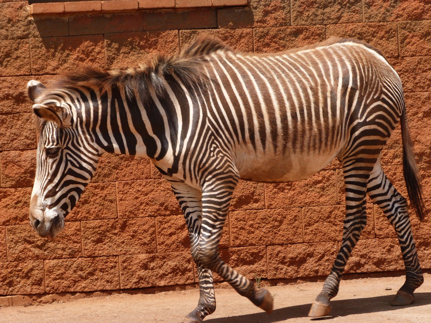 Grevy's zebra -Parque de la Naturaleza de Cabárceno (2025)
