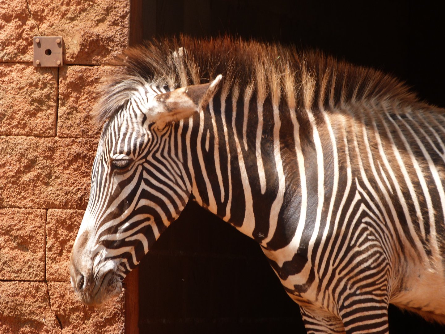 Grevy's zebra -Parque de la Naturaleza de Cabárceno (2025)