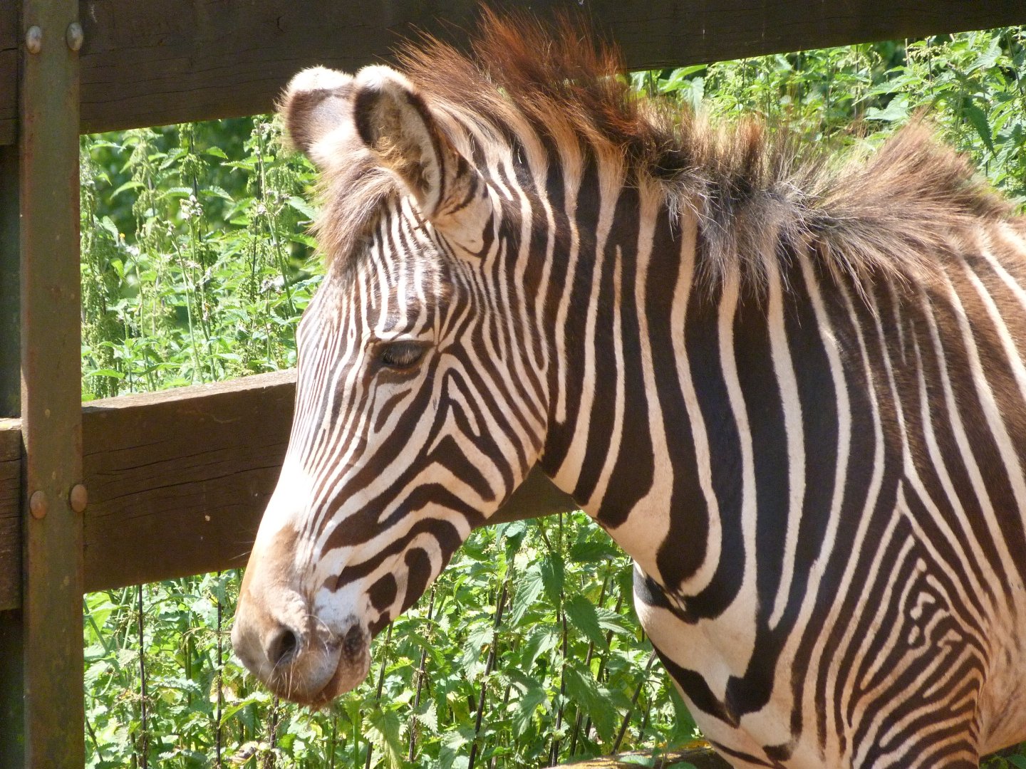 Grevy's zebra -Parque de la Naturaleza de Cabárceno (2025)