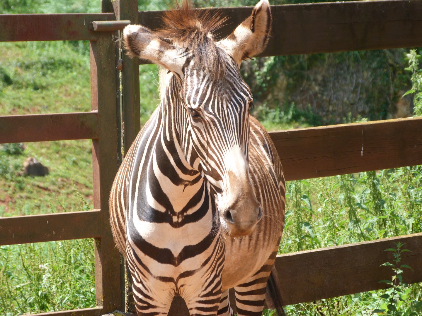 Grevy's zebra -Parque de la Naturaleza de Cabárceno (2025)