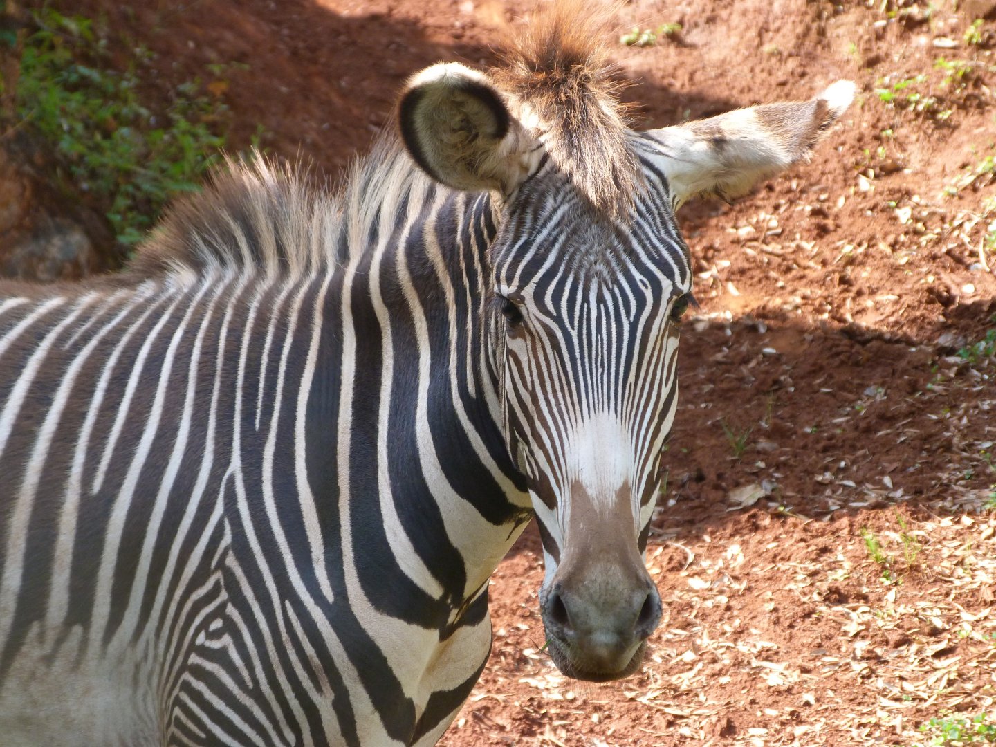 Grevy's zebra -Parque de la Naturaleza de Cabárceno (2025)