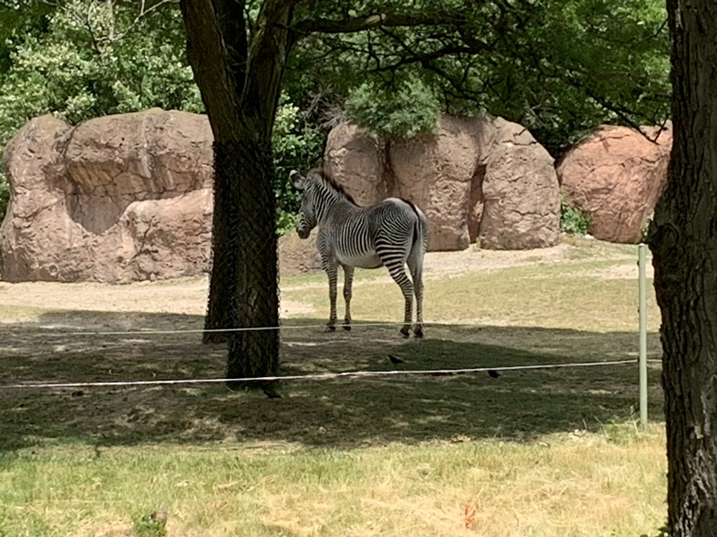 Grevy's Zebra (photo one)