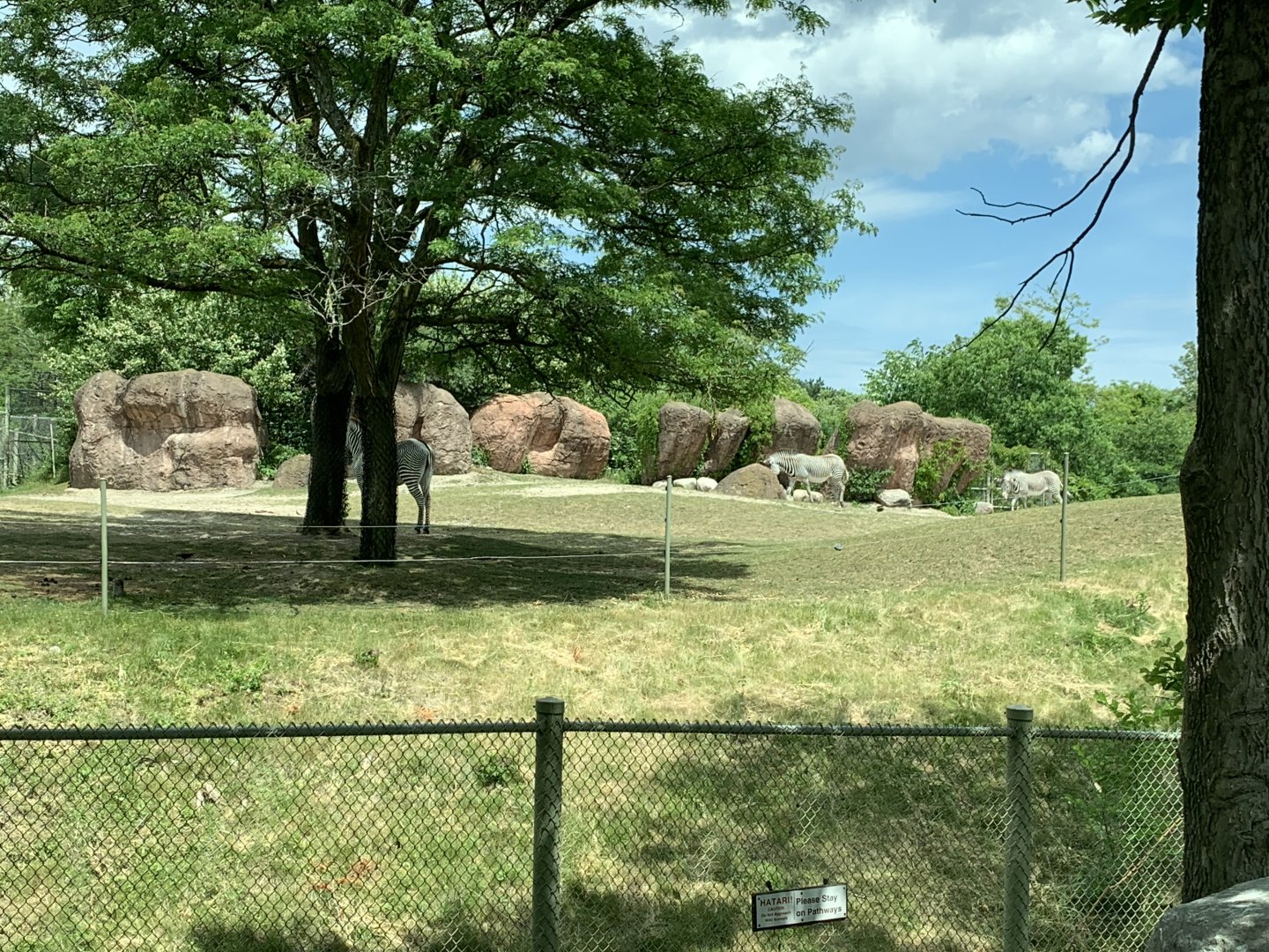 Grevy's Zebra (photo two)