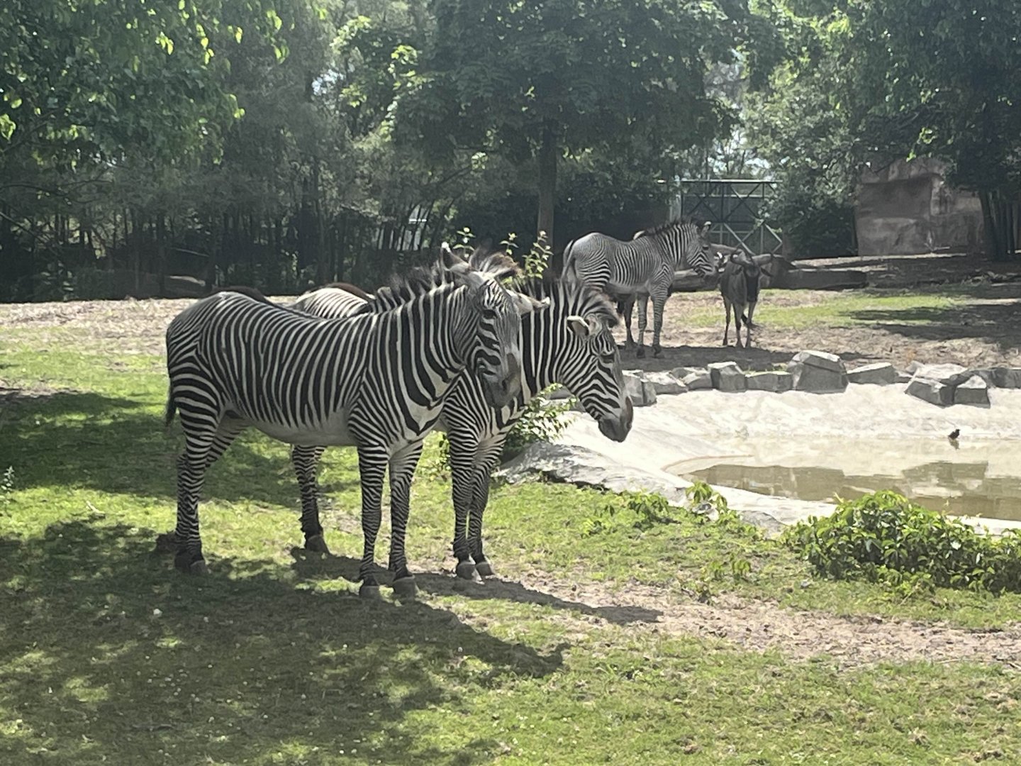 Grevy's zebra plus wildebeest