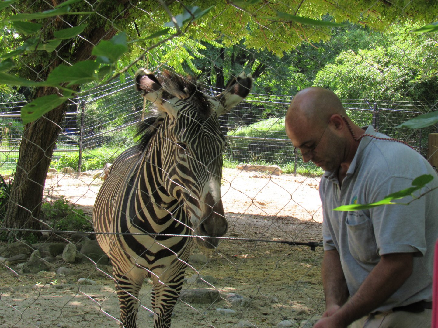 Grevy's Zebra Presentation