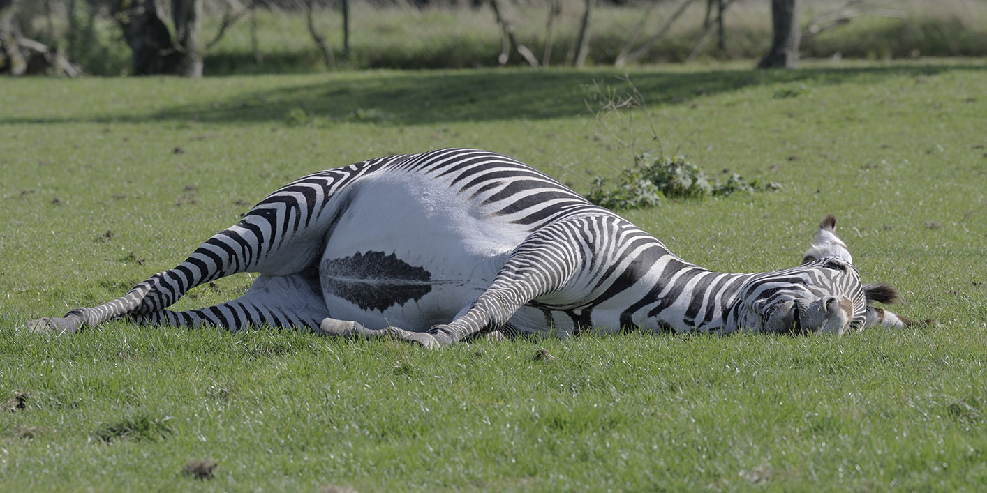 Grevy's zebra relaxing