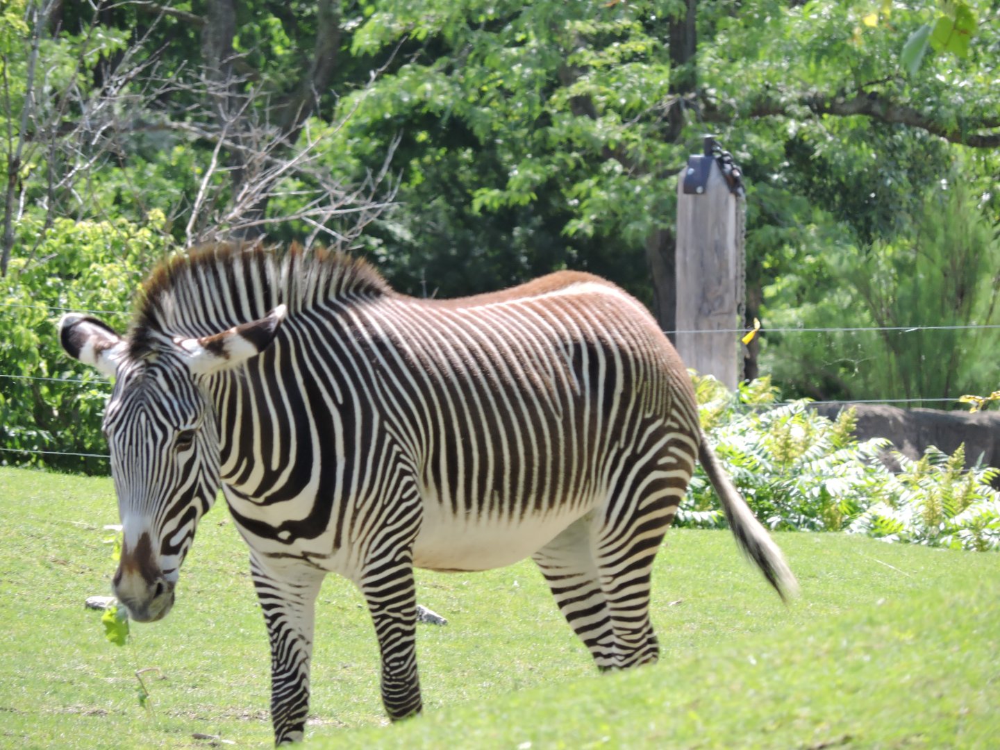 Grevy's Zebra - Rey