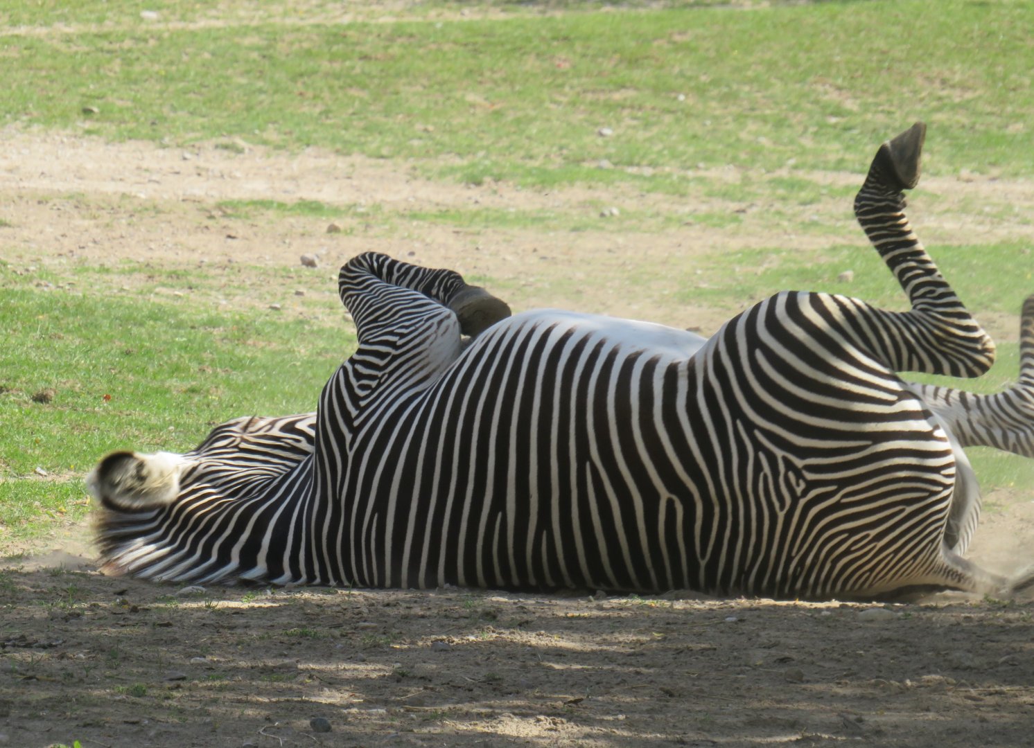 Grevy's zebra rolling in dust