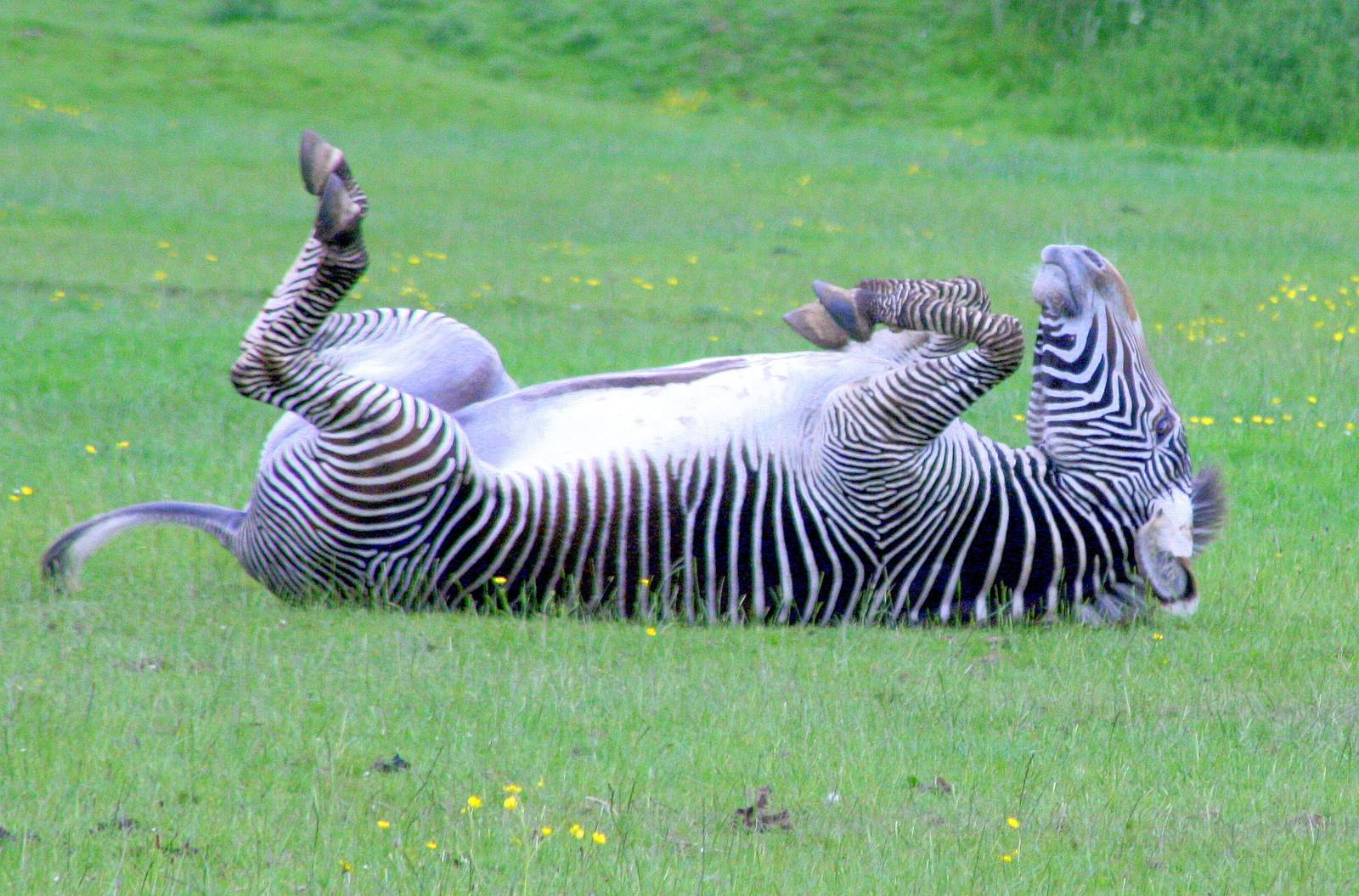 Grevy's zebra rolling on its back; Whipsnade; 31st May 2014