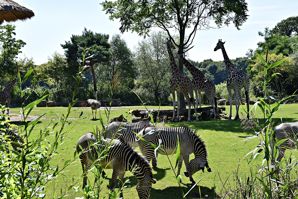 Grévy's zebra, Rothschild's giraffe, ostrich