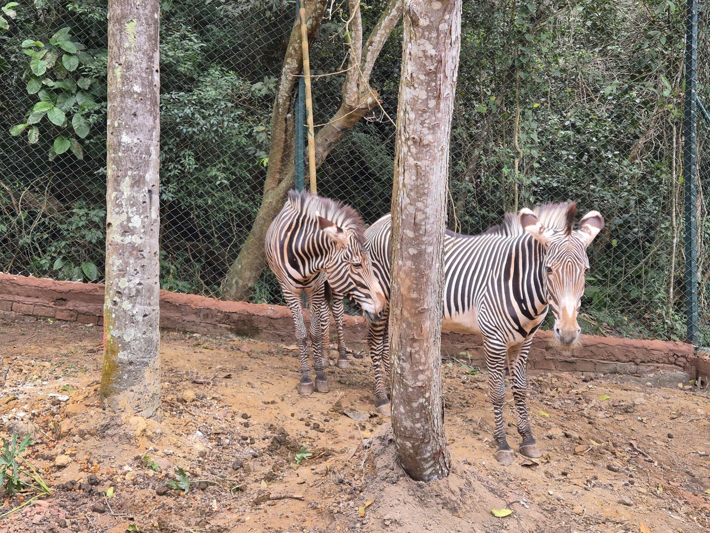 Grevy's Zebra,  Safari