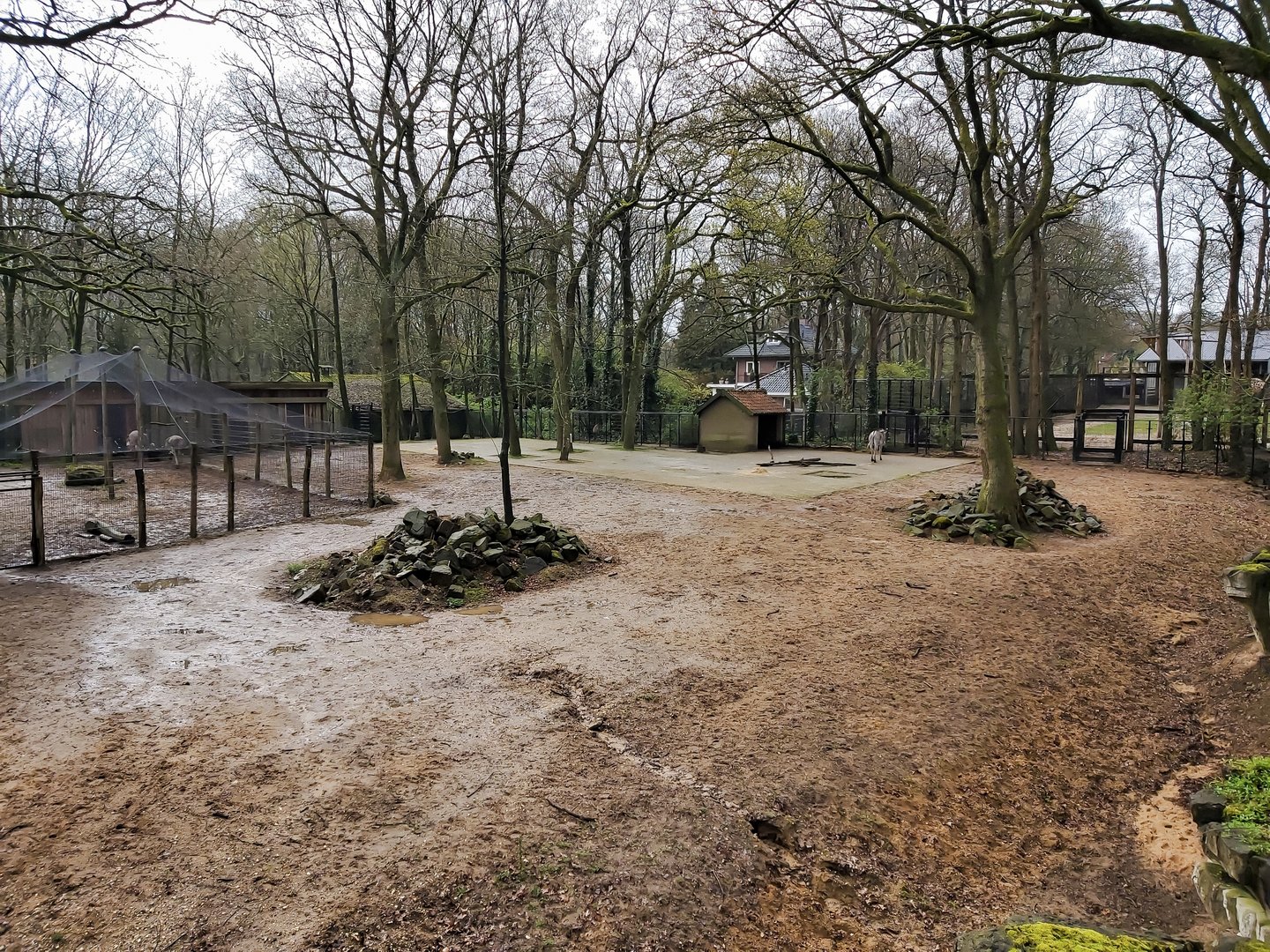 Grevy's zebra seperation enclosure