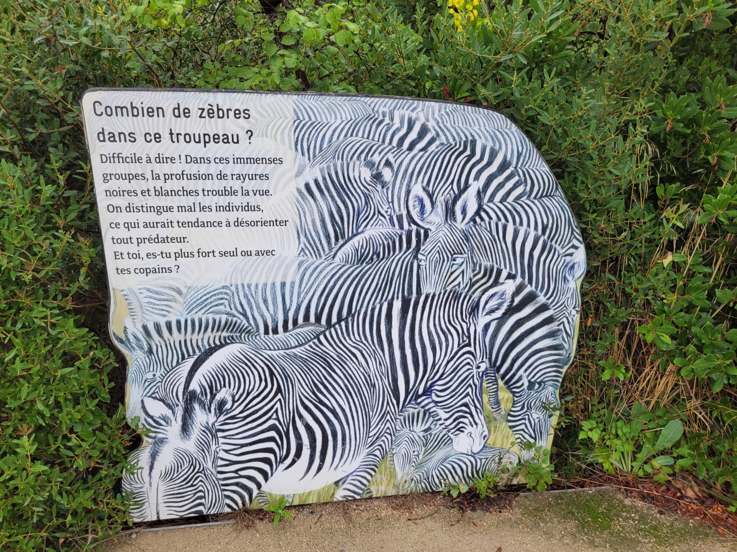 Grevy's zebra sign -Parc Zoologique de Paris (2022)