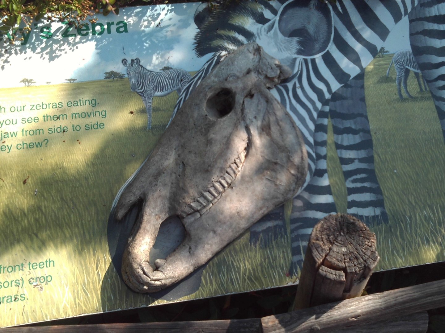 Grevy's Zebra skull signage