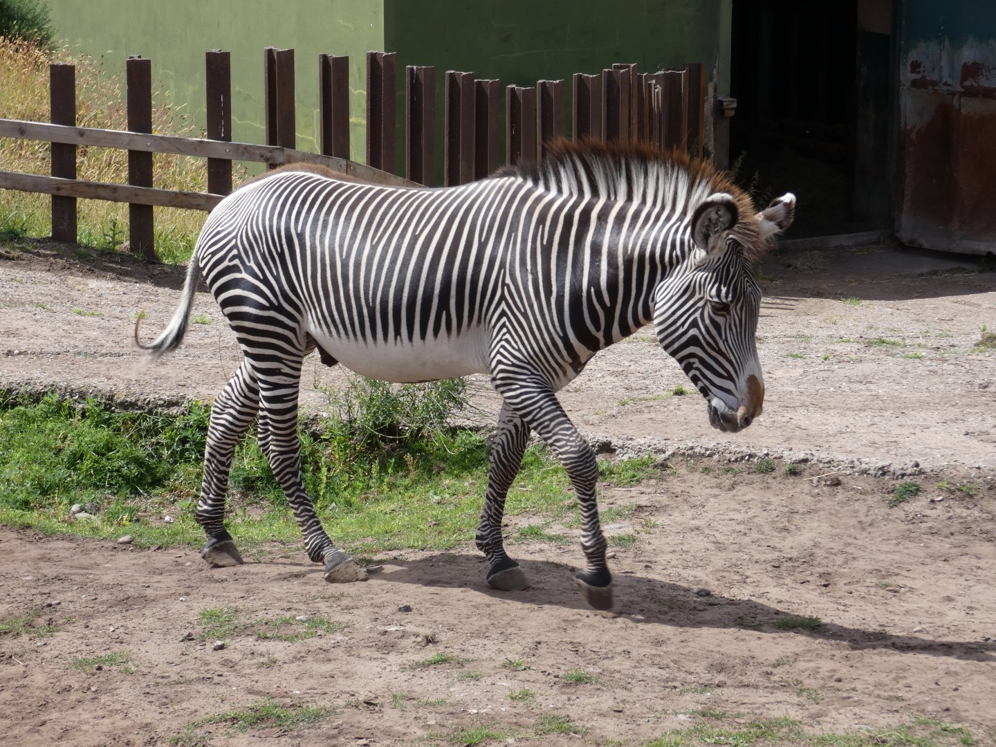 Grevy's zebra stallion