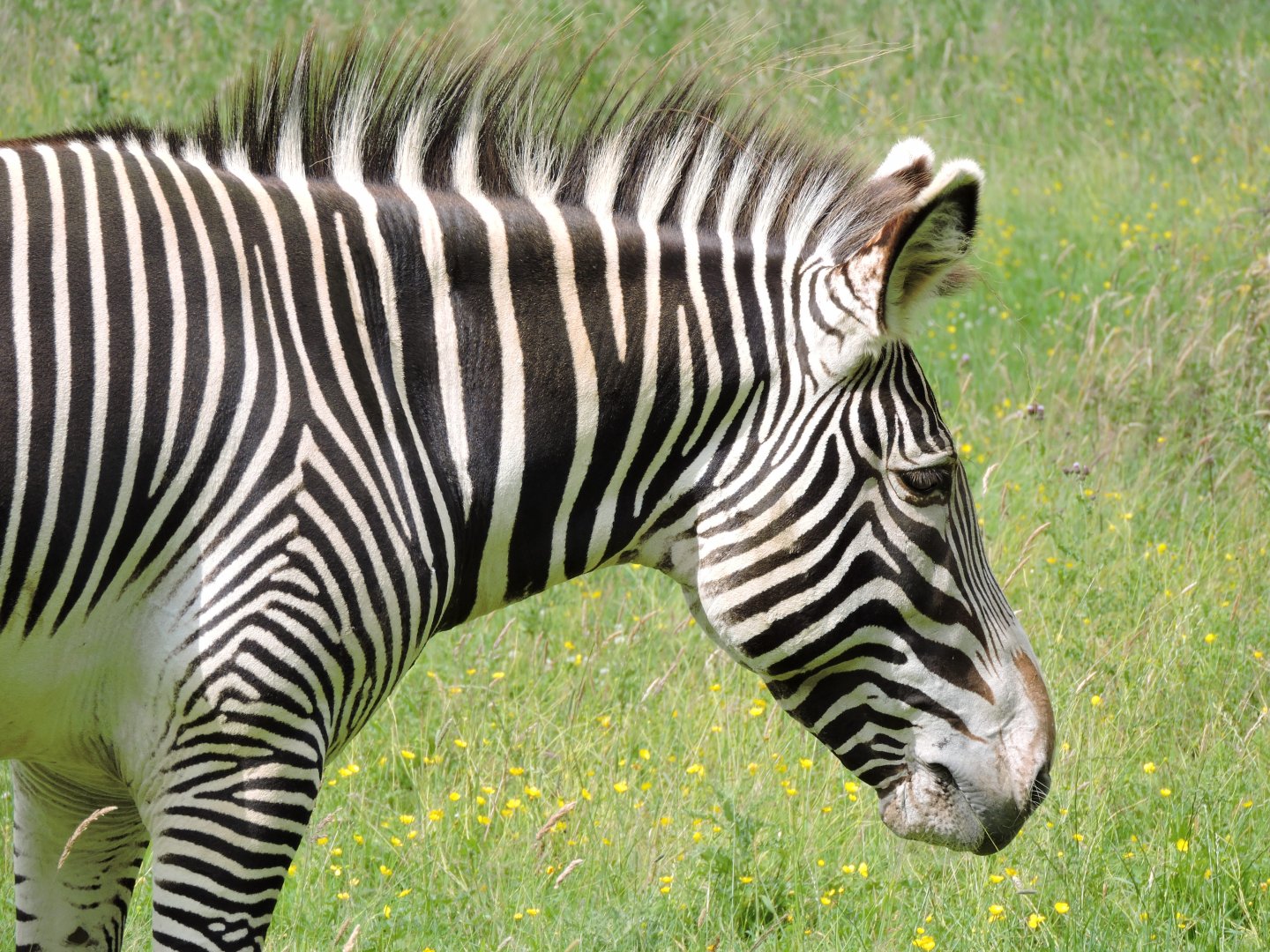 Grevy's Zebra Stallion