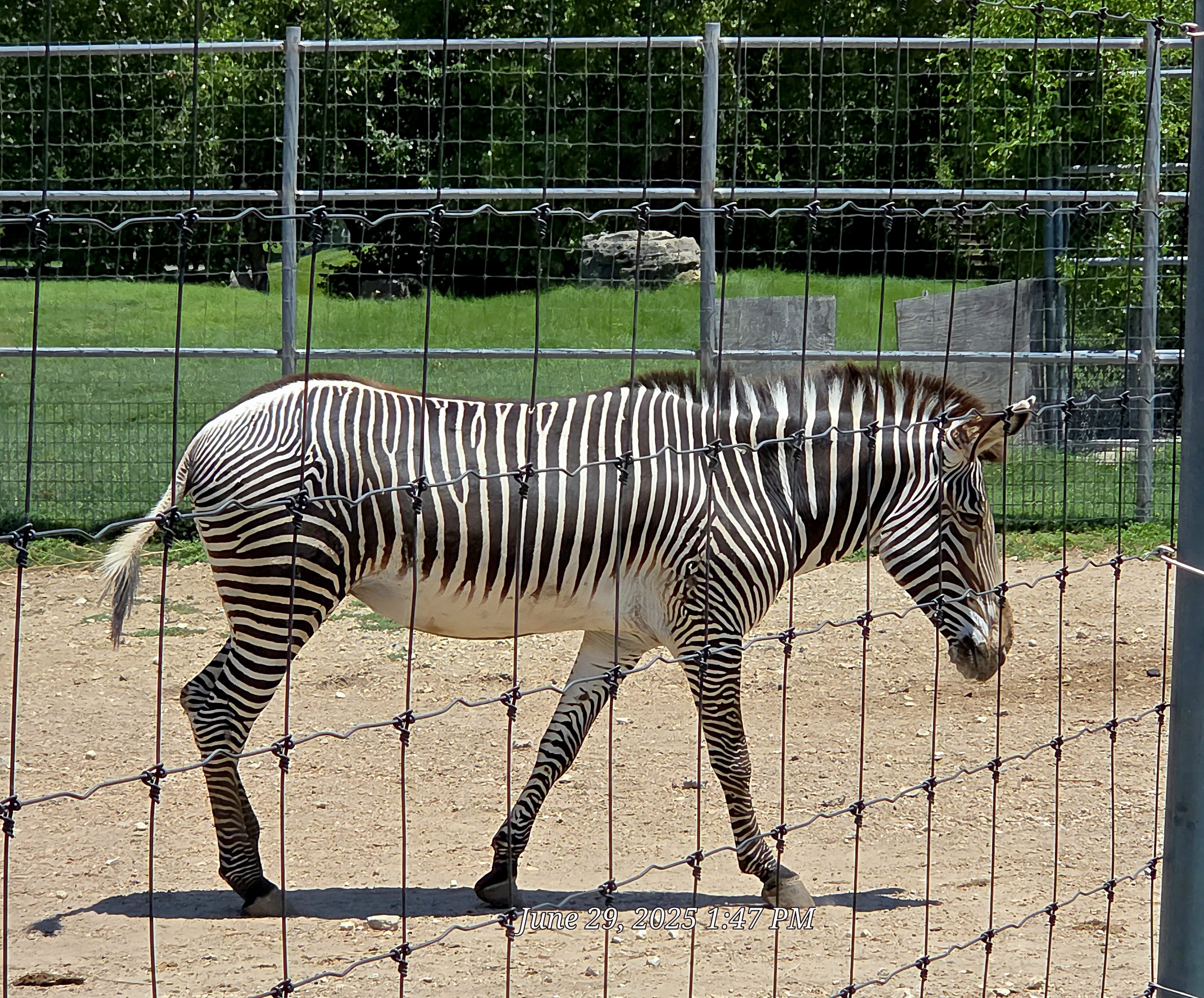 Grévy's Zebra - Tanganyika Wildlife Park